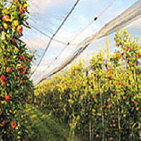 Hagelnetz fr Weinbau und Obstbau